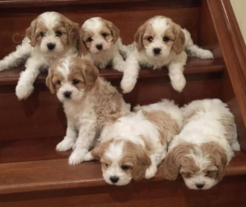 Krásná štěňata Cavachon