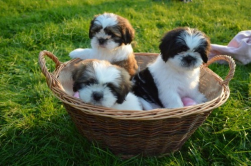 sympatičtí shih tzu 