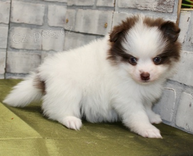 Krásná pomeranská štěňata k adopci.