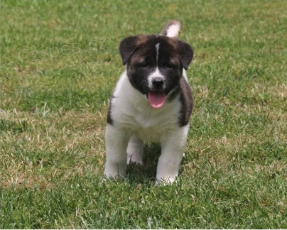 Akita pupiees jsou připraveny k adopci