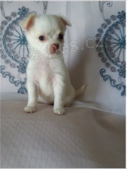 čivava štěňata pro adopci zdarma