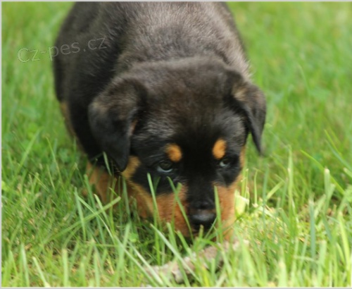 Štěňata rotweilerů jsou připravena na adopci a nové rodiny.