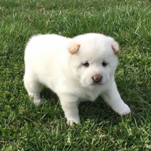 Štěňata Shiba Inu jsou připravena k adopci a novým rodinám.