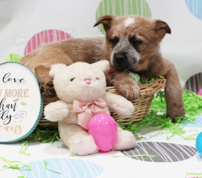 Krásná štěňata australského dobytka k adopci.