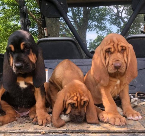 dispozici štěňátka Bloodhound..