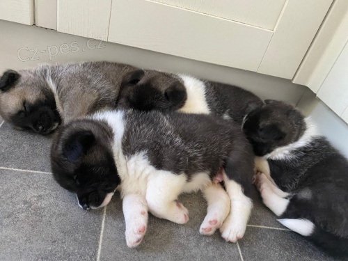 Roztomilá štěňata Akita jsou nyní k dispozici na prodej
