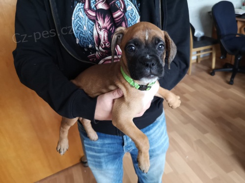 Štěňata boxerů jsou nyní k dispozici pro adopci