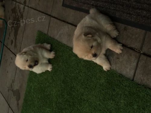 Chow chows (Cau cau)   , záznamy veterináře a 1yr záruka genetického zdraví.