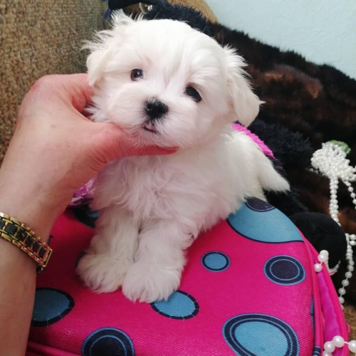 Nejlep�� ��lek malt�zsk�ch �t��at k dispozici