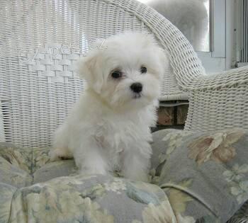 V�niv� ��lek malt�zsk�ch �t��at