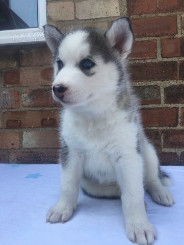 Toto �t�n� sibi�sk�ho huskyho je star� 12 t�dn�
