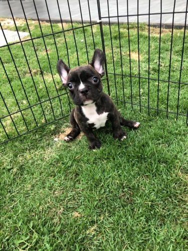 Rozko�n� �t��ata francouzsk�ho buldo�ka