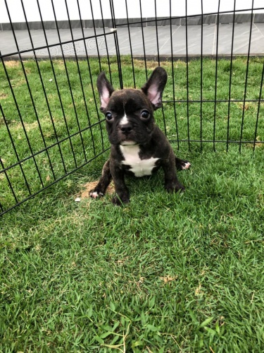 Klasick� francouzsk� buldo�ek