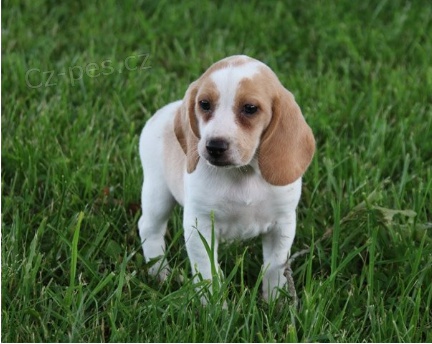 Beagle štěňátka jsou připravena poznat nové rodiny.