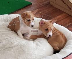 štěňata basenji na prodej štěňata basenji na prodej