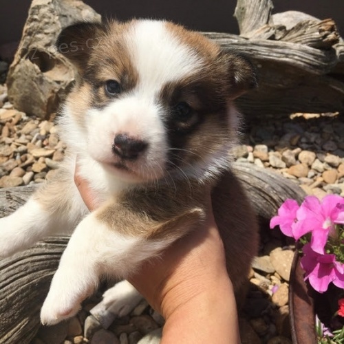 krásná a rozkošná Pembroke Welsh Corgi Štěňata štěňata na prodej.