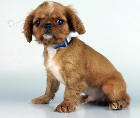 štěňátka anglická  Toy Spaniel k adopci