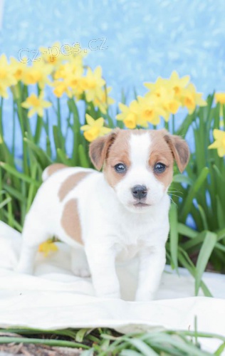 sladká a odchozí štěňata Jack Russell Terrier 