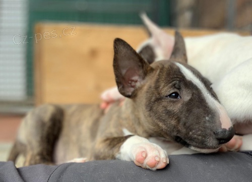 2 Miniaturní Štěňata BullTerrier pro nové domovy