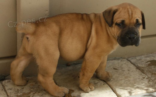 boerboel boerboel  boerboel  boerboel