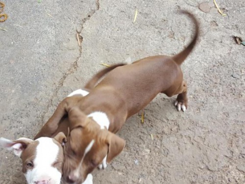 Americký pitbulteriér pro nové domyi