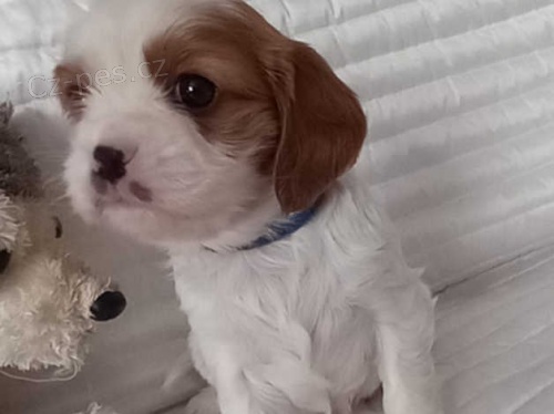Kavalír King Charles štěňata k dispozici