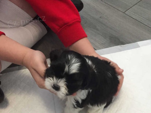 Roztomilá štěňata shih tzu