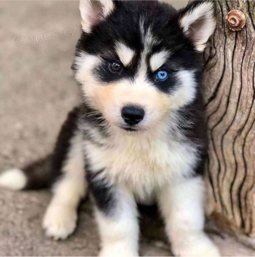 krásný siberain husky k adopci