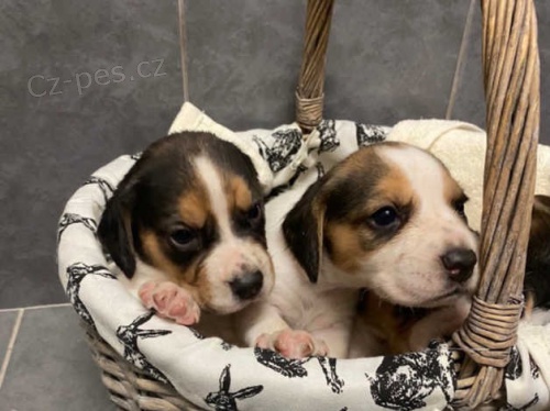 Zobrazit štěňata typu beagle