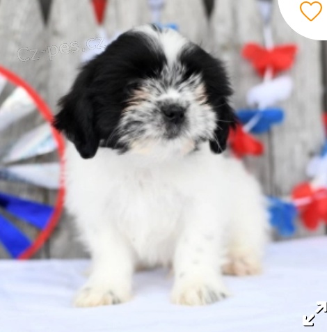 krásné štěně shih tzu k adopci