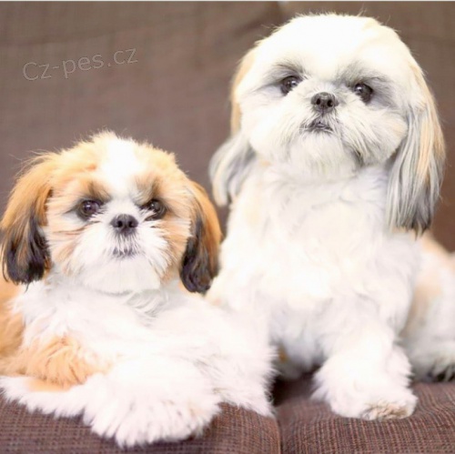 krásné štěně shih tzu k adopci, jsou zdraví, zkontrolovaní veterinářem, očkováni, přátelští k domu a mikročipováni. kontaktujte nás prostřednictvím jamescarry921@gmail.com