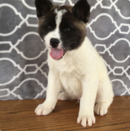 krásná akita shiba inu štěňata k adopci