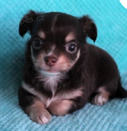 krásná štěňátka čivavy k adopci