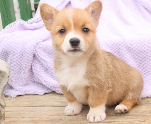 Nejlepší **** Welsh Corgi