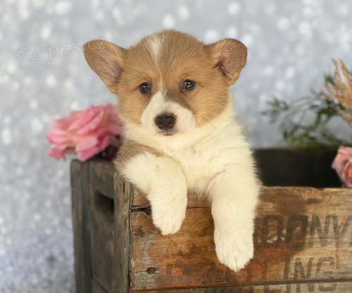 Nádherný vrh vzácného plemene v češtině - Pembroke Welsh Corgi