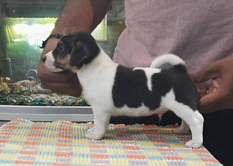 Jack Russell štěňata