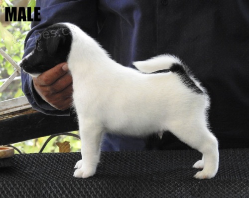 Štěňata Lhasa Apso k dispozici