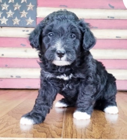 krásná polly aussie čmáranice štěňata nepřátelská adopce