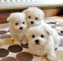 kr�sn� maltsk� �t��ata