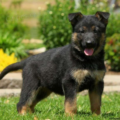 Zdravá štěňata německého ovčáka k adopci
