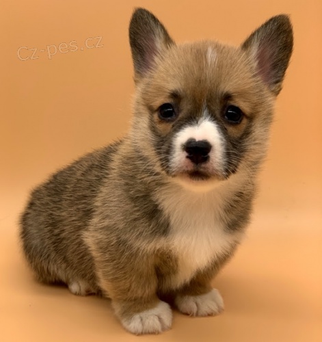 Pembroke Welsh Corgi FENA A PESA bez PP štěňátek na prodej.
