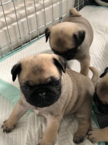Krásná béžová štěňata mops na prodej