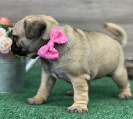 Mops štěňata jsou připravena k adopci a novým rodinám.