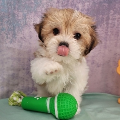 Havanská štěňata jsou připravena na adopci a nové rodiny.