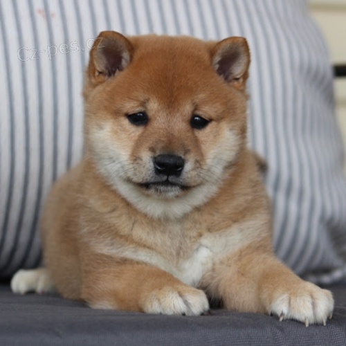 odčervená a očkovaná štěňata SHIBA INU