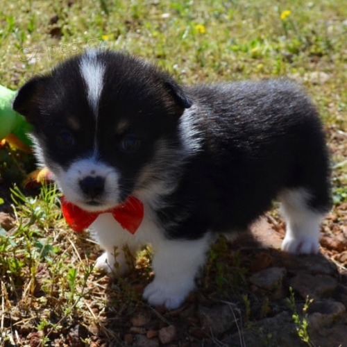 na prodej očkovaná a odčervená štěňata Pembroke Welsh Corgi.