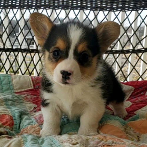 Štěňata Pembroke Welsh Corgi bez PP na prodej.