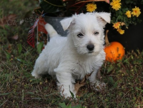 Štěňata West Highland White Terrier