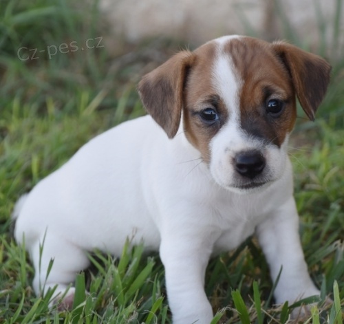 Jack Russell teriér štěňata na prodej bez PP