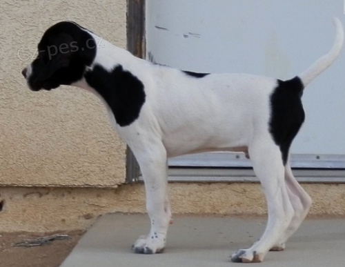 Štěňátka Pointer připravena na nový domov 